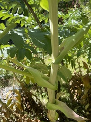 Melianthus