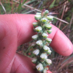 Gomphichis