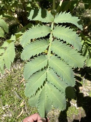 Melianthus