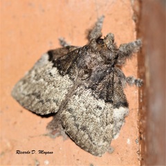 Euglyphis semifunebris