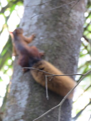 Sciurus spadiceus