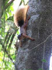 Sciurus spadiceus