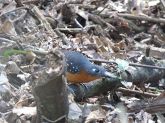 Myrmelastes hyperythrus