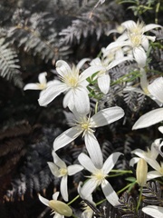 Clematis clitorioides