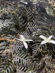 Clematis clitorioides