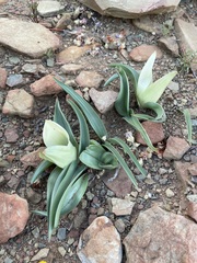 Colchicum capense
