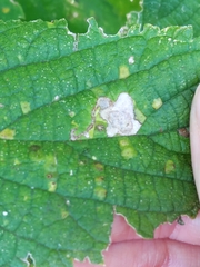 Phyllonorycter celtisella