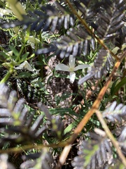 Clematis clitorioides