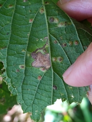 Phyllonorycter celtisella