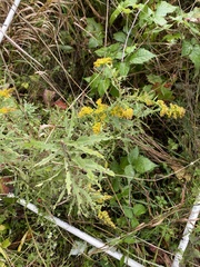 Solidago