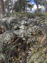 Clematis clitorioides