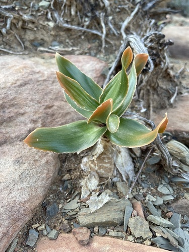 Image of Bellow Squill (Drimia physodes) by (c) Matt Berger, some rights reserved (CC BY)