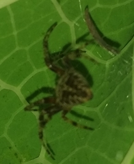 Araneidae