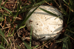 Mycenastrum corium