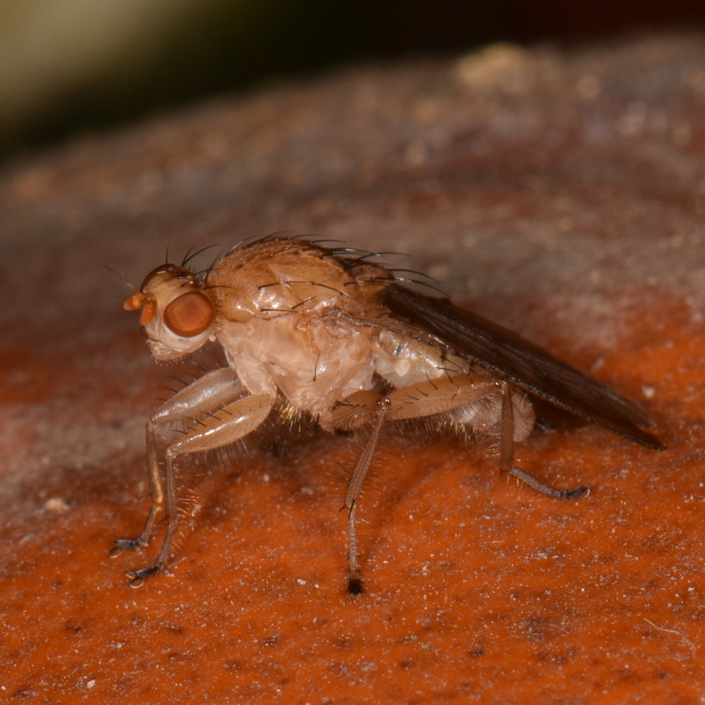 Suillia longipennis