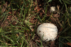 Mycenastrum corium
