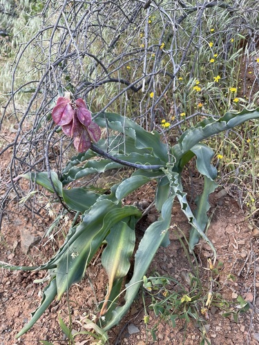 Veltheimia capensis