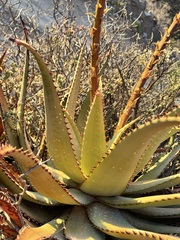 Aloe microstigma
