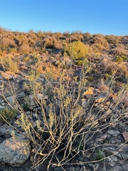 Euryops lateriflorus