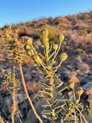 Euryops lateriflorus