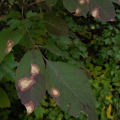 Parallelodiplosis subtruncata