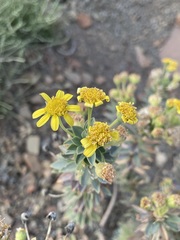 Euryops lateriflorus