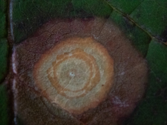 Parallelodiplosis subtruncata