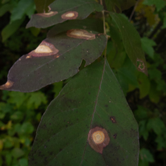 Parallelodiplosis subtruncata