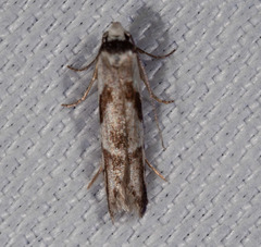 Oxythecta hieroglyphica