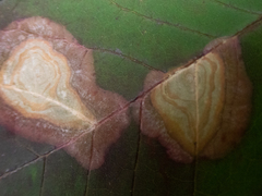 Parallelodiplosis subtruncata