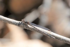 Argia extranea