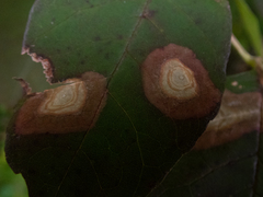 Parallelodiplosis subtruncata