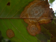 Parallelodiplosis subtruncata