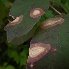 Parallelodiplosis subtruncata