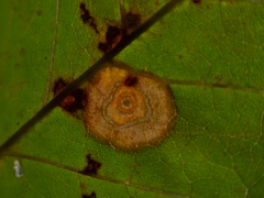 Parallelodiplosis subtruncata