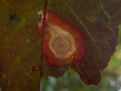 Parallelodiplosis subtruncata