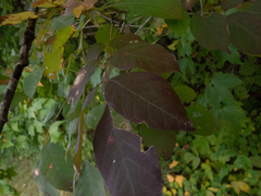 Parallelodiplosis subtruncata