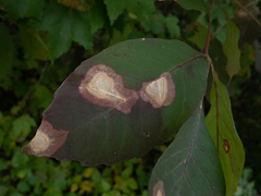Parallelodiplosis subtruncata