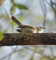 Thryomanes bewickii