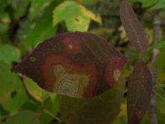 Parallelodiplosis subtruncata