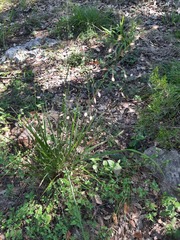 Eragrostis trichodes