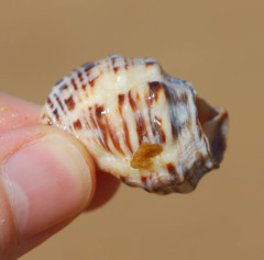 Rapaninae