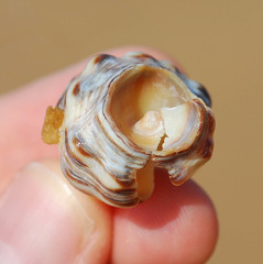 Rapaninae