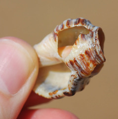 Rapaninae