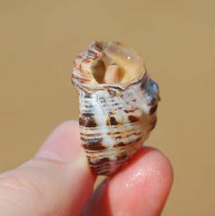 Rapaninae