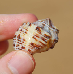 Rapaninae