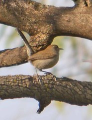 Thryomanes bewickii