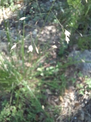 Eragrostis trichodes