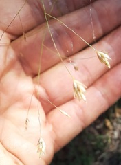 Eragrostis trichodes