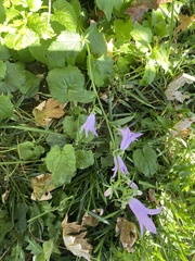 Campanula